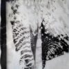 palladium print - abstract image of of a tiger tattoo with an iris by Alice Garik