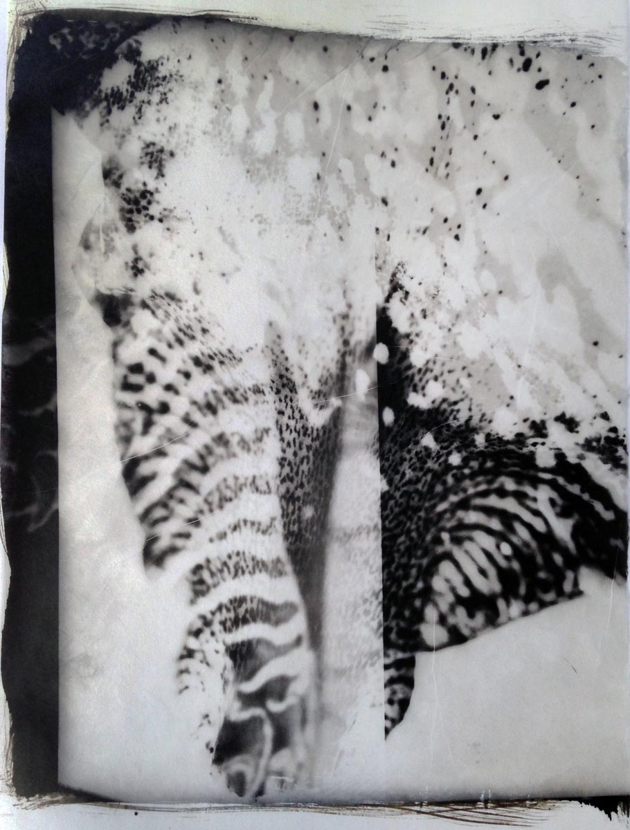 palladium print - abstract image of of a tiger tattoo with an iris by Alice Garik